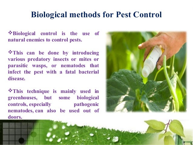 Pest Control Services