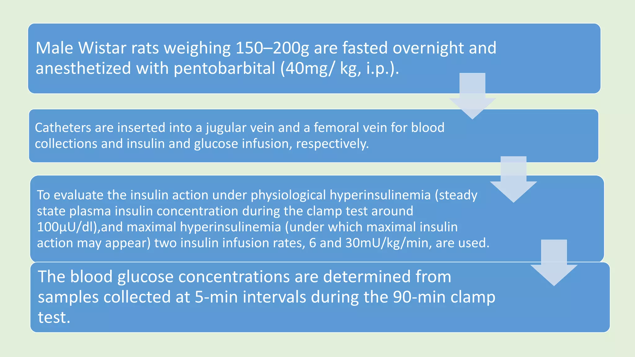 Male Wistar rats weighing 150–200g are fasted overnight and
anesthetized with pentobarbital (40mg/ kg, i.p.).
Catheters are inserted into a jugular vein and a femoral vein for blood
collections and insulin and glucose infusion, respectively.
To evaluate the insulin action under physiological hyperinsulinemia (steady
state plasma insulin concentration during the clamp test around
100µU/dl),and maximal hyperinsulinemia (under which maximal insulin
action may appear) two insulin infusion rates, 6 and 30mU/kg/min, are used.
The blood glucose concentrations are determined from
samples collected at 5-min intervals during the 90-min clamp
test.
 