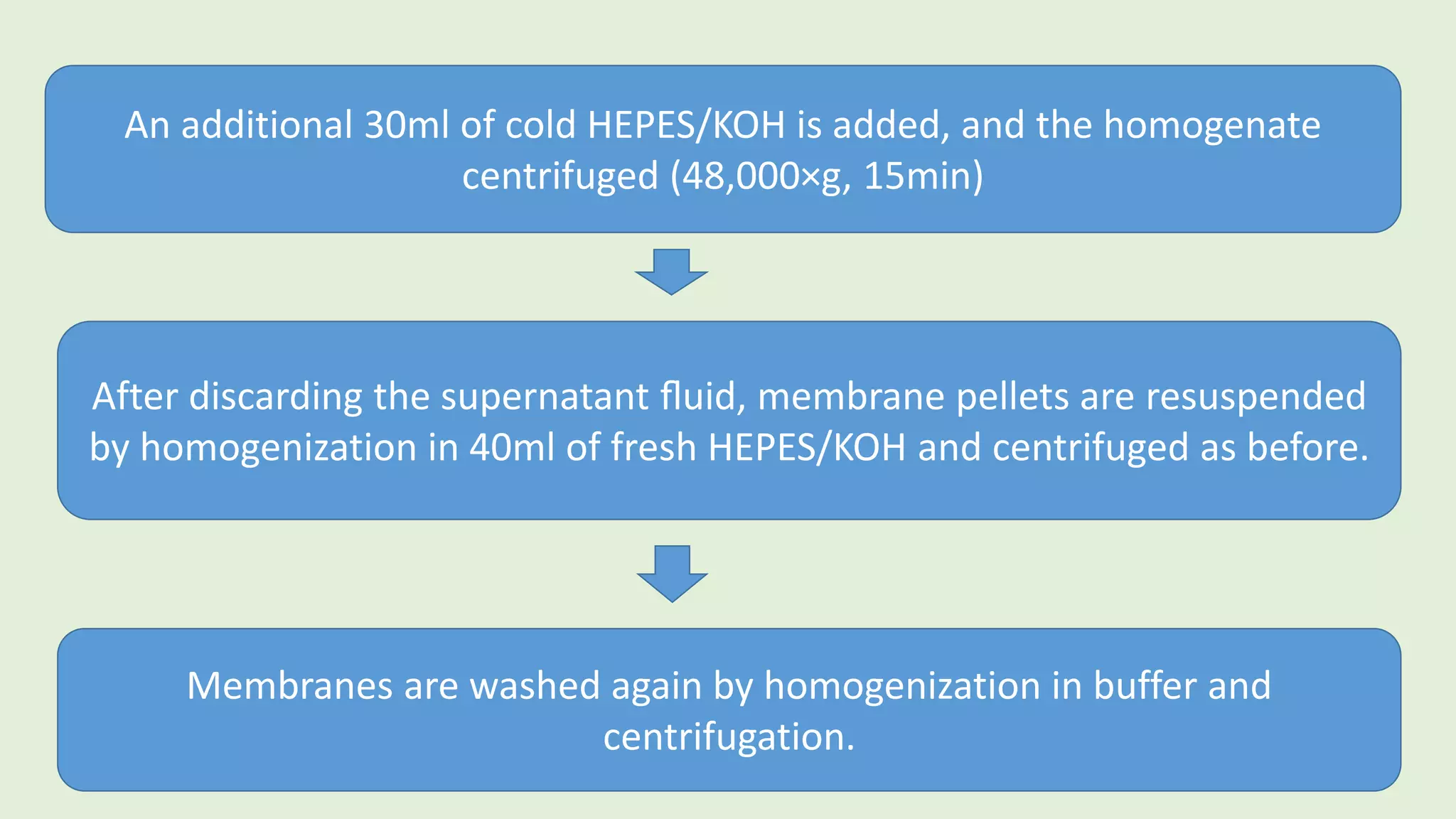 An additional 30ml of cold HEPES/KOH is added, and the homogenate
centrifuged (48,000×g, 15min)
After discarding the supernatant ﬂuid, membrane pellets are resuspended
by homogenization in 40ml of fresh HEPES/KOH and centrifuged as before.
Membranes are washed again by homogenization in buffer and
centrifugation.
 