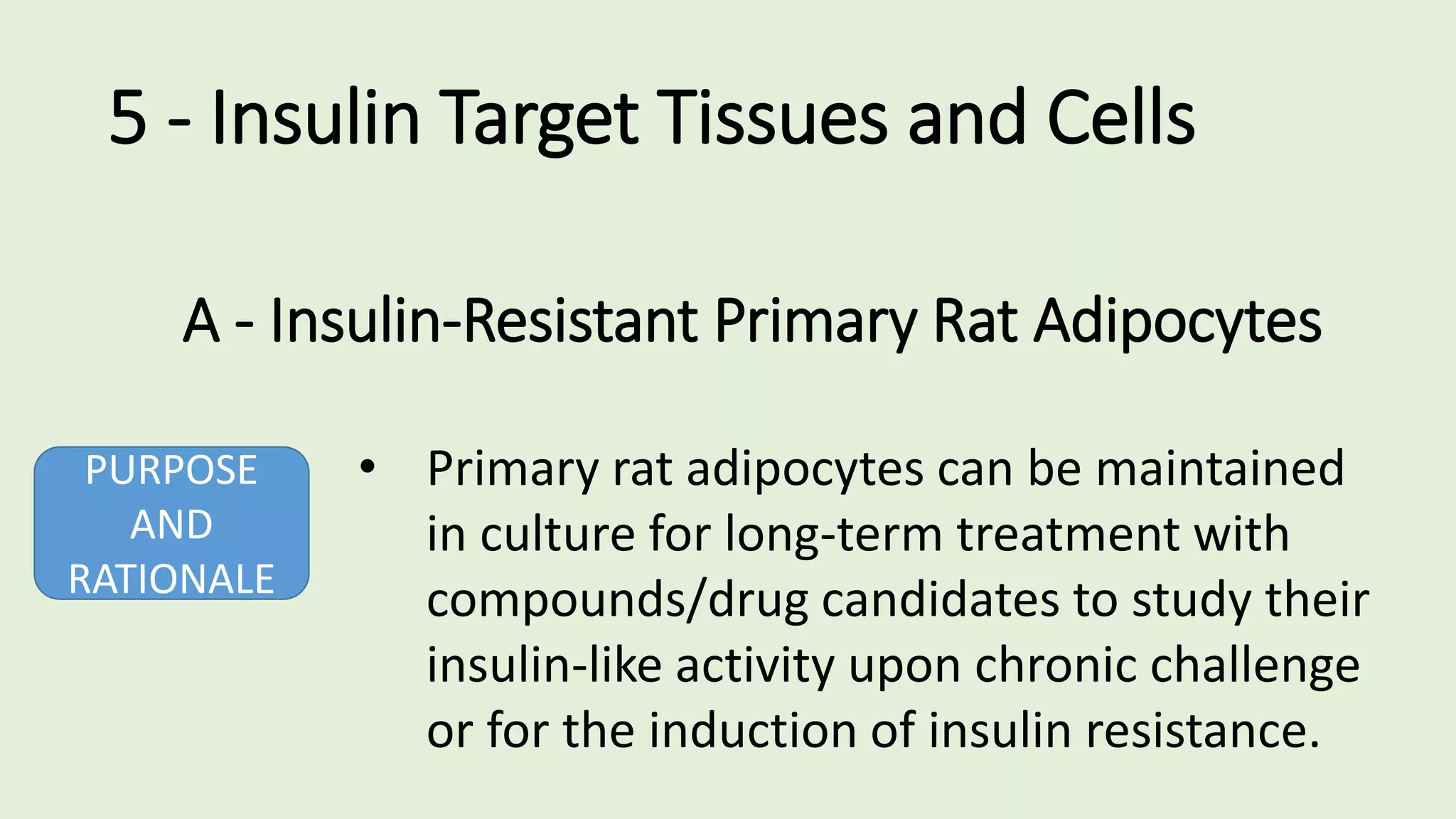 A - Insulin-Resistant Primary Rat Adipocytes
PURPOSE
AND
RATIONALE
• Primary rat adipocytes can be maintained
in culture for long-term treatment with
compounds/drug candidates to study their
insulin-like activity upon chronic challenge
or for the induction of insulin resistance.
5 - Insulin Target Tissues and Cells
 
