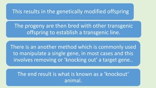 There is an another method which is commonly used
to manipulate a single gene, in most cases and this
involves removing or 'knocking out' a target gene..
The end result is what is known as a ‘knockout’
animal.
This results in the genetically modified offspring
The progeny are then bred with other transgenic
offspring to establish a transgenic line.
 