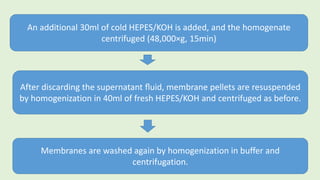 An additional 30ml of cold HEPES/KOH is added, and the homogenate
centrifuged (48,000×g, 15min)
After discarding the supernatant ﬂuid, membrane pellets are resuspended
by homogenization in 40ml of fresh HEPES/KOH and centrifuged as before.
Membranes are washed again by homogenization in buffer and
centrifugation.
 
