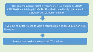 The ﬁnal membrane pellet is resuspended in a volume of 20mM
HEPES/KOH containing 0.2mM PMSF added immediately before use from
a stock 0.2M solution in ethanol.
A volume of buffer is used to yield a concentration of about 80mg original
tissue/ml.
Membranes are kept frozen at –80°C until use.
 