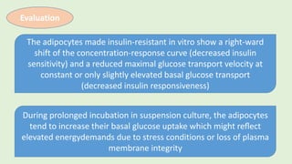 Evaluation
The adipocytes made insulin-resistant in vitro show a right-ward
shift of the concentration-response curve (decreased insulin
sensitivity) and a reduced maximal glucose transport velocity at
constant or only slightly elevated basal glucose transport
(decreased insulin responsiveness)
During prolonged incubation in suspension culture, the adipocytes
tend to increase their basal glucose uptake which might reﬂect
elevated energydemands due to stress conditions or loss of plasma
membrane integrity
 