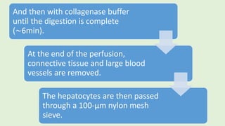 And then with collagenase buffer
until the digestion is complete
(∼6min).
At the end of the perfusion,
connective tissue and large blood
vessels are removed.
The hepatocytes are then passed
through a 100-µm nylon mesh
sieve.
 