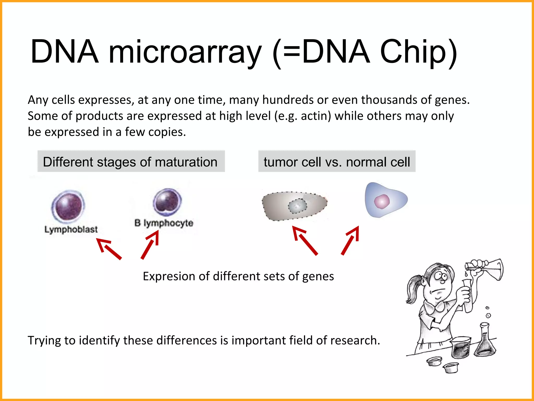 DNA microarray (=DNA Chip) Any cells expresses, at any one time, many hundreds or even thousands of genes.  Some of products are expressed at high level (e.g. actin) while others may only  be expressed in a few copies.  Expresion of different sets of genes  Trying to identify these differences is important field of research.  Different stages of maturation tumor cell vs. normal cell 