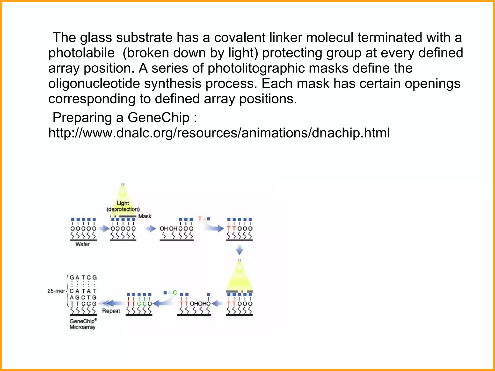The glass substrate has a covalent linker molecul terminated with a photolabile  (broken down by light) protecting group at every defined array position. A series of photolitographic masks define the oligonucleotide synthesis process. Each mask has certain openings corresponding to defined array positions.  Preparing a GeneChip :  http://www.dnalc.org/resources/animations/dnachip.html 