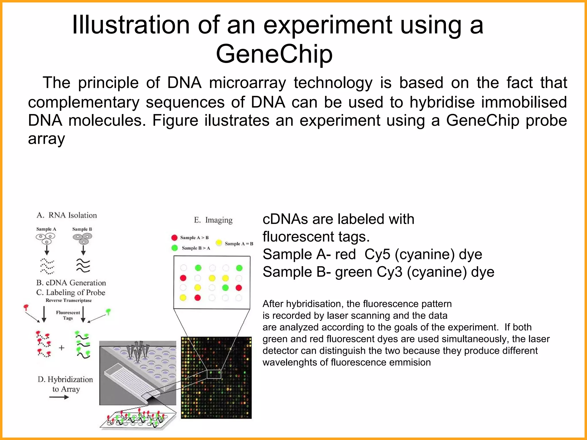 The principle of DNA microarray technology is based on the fact that complementary sequences of DNA can be used to hybridise immobilised DNA molecules.  Figure ilustrates an experiment using a GeneChip probe array Illustration of an experiment using a GeneChip  cDNAs are labeled with  fluorescent tags.  Sample A- red  Cy5 (cyanine) dye Sample B- green Cy3 (cyanine) dye After hybridisation, the fluorescence pattern  is recorded by laser scanning and the data  are analyzed according to the goals of the experiment.  If both green and red fluorescent dyes are used simultaneously, the laser detector can distinguish the two because they produce different wavelenghts of fluorescence emmision 