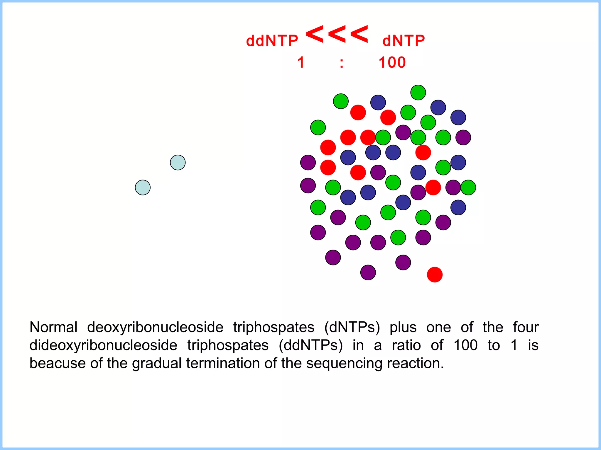 ddNTP   <<<   dNTP 1  :  100 Normal deoxyribonucleoside triphospates (dNTPs) plus one of the four dideoxyribonucleoside triphospates (ddNTPs)  in a ratio of 100 to 1  is beacuse of the gradual termination of the sequencing reaction.  