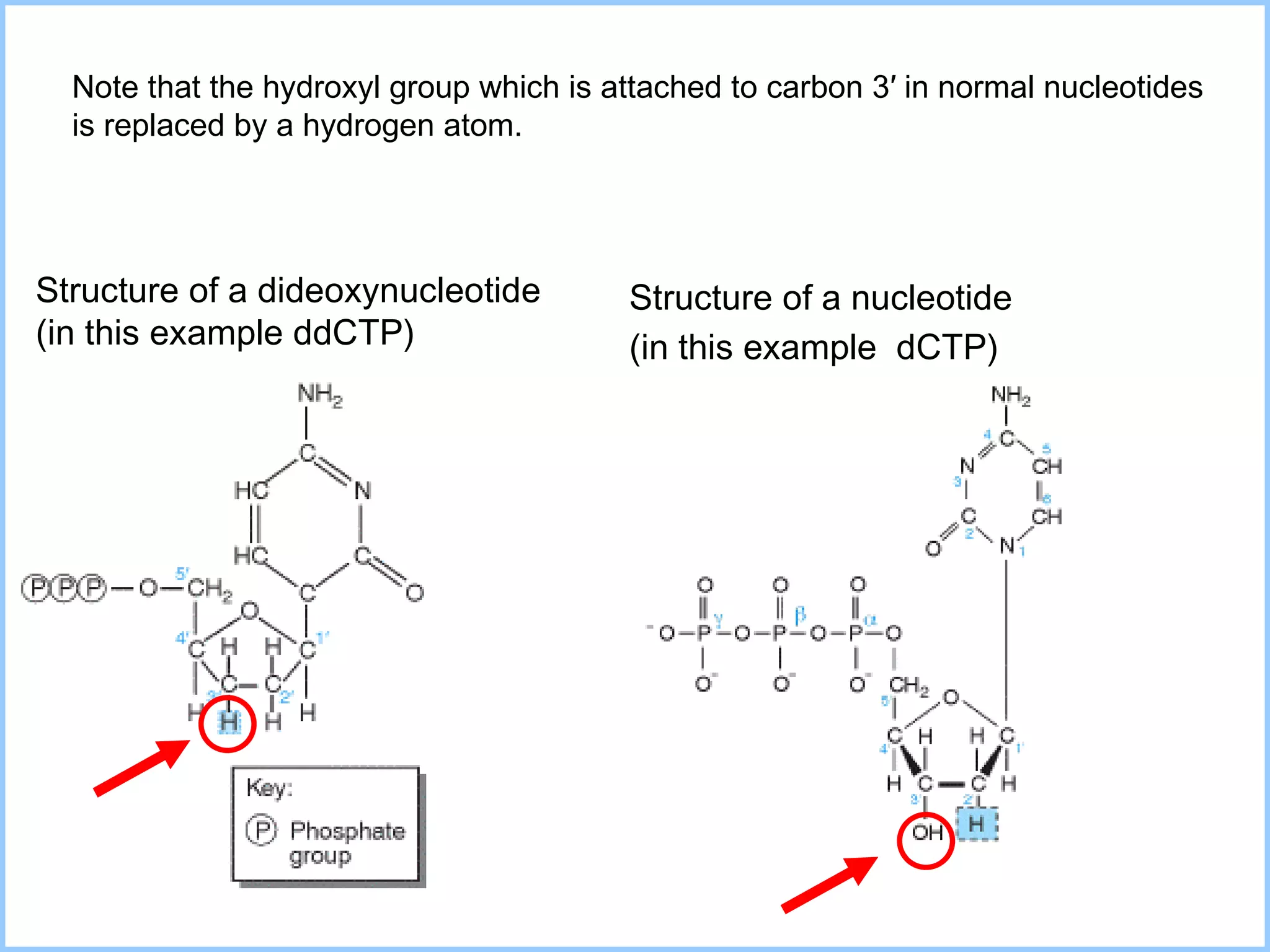Structure of a dideoxynucleotide (in this example  ddCTP ) (in this example  dCTP ) N ote that the hydroxyl group which is attached to carbon 3′ in normal nucleotides is replaced by a hydrogen atom. Structure of a nucleotide 