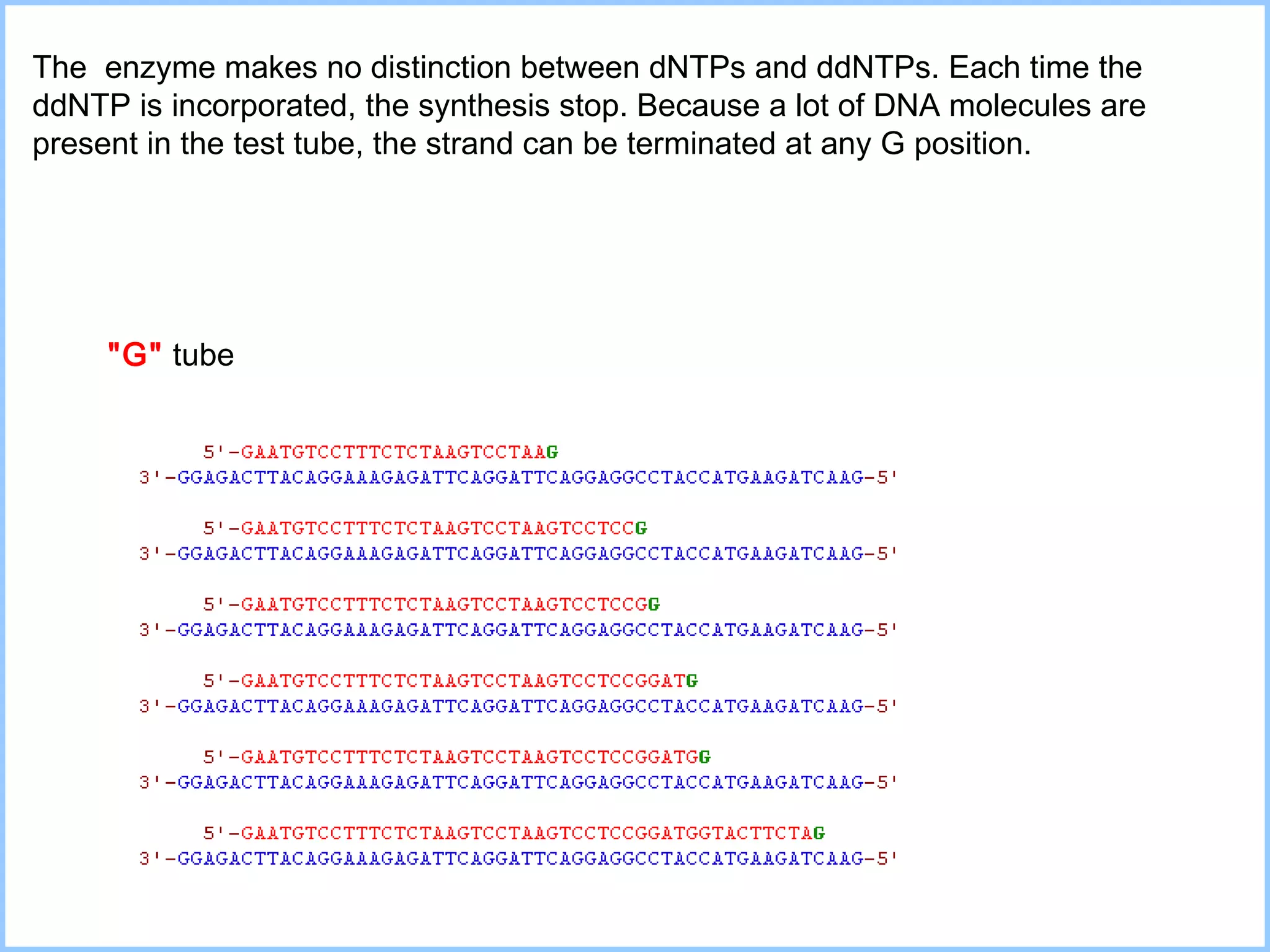 The  enzyme makes no distinction between dNTPs and ddNTPs. Each time the ddNTP is incorporated, the synthesis stop. Because a lot of DNA molecules are present in the test tube, the strand can be terminated at any G position.  "G"   tube 