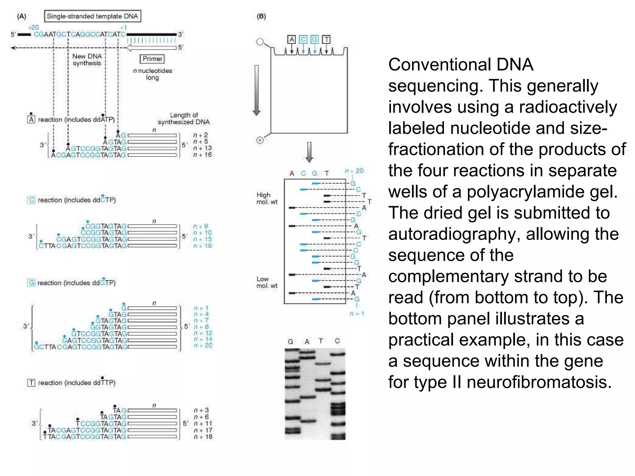 Conventional  D NA sequencing. This generally involves using a radioactively labeled nucleotide and size-fractionation of the products of the four reactions in separate wells of a  p olyacrylamide gel. The dried gel is submitted to  au toradiography, allowing the sequence of the  c omplementary strand to be read (from bottom to top). The bottom panel illustrates a practical example, in this case a sequence within the gene for type II neurofibromatosis. 
