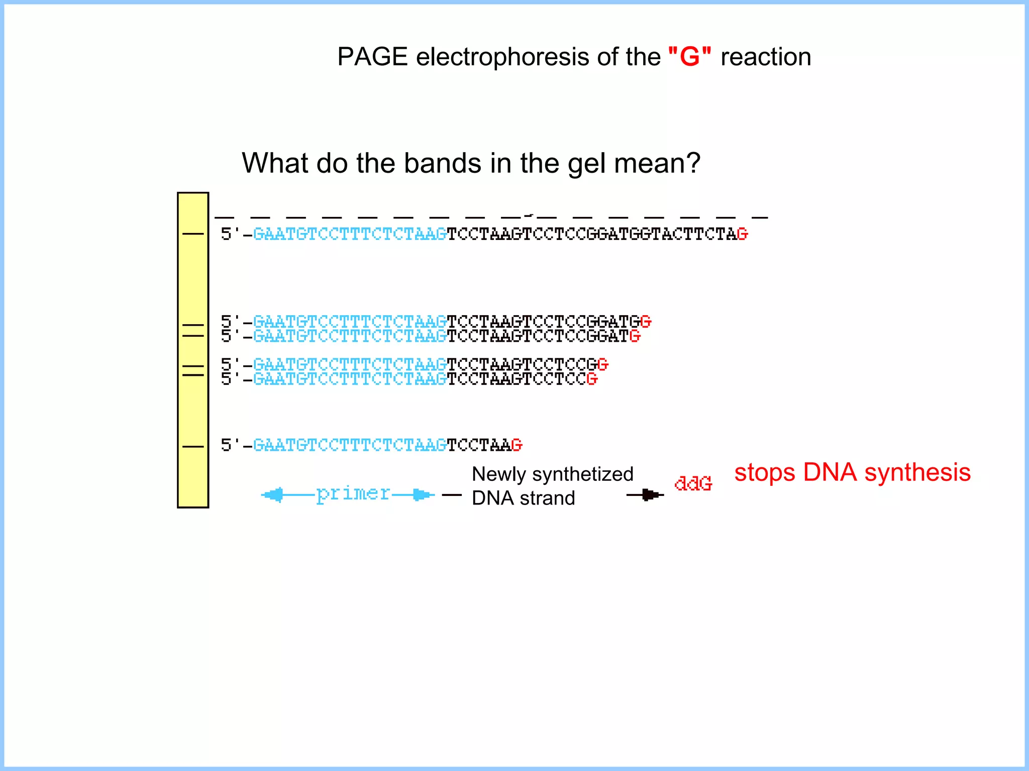 stops DNA synthesis Newly synthetized  DNA strand What do the bands in the gel mean? PAGE electrophoresis of the  "G"   reaction 