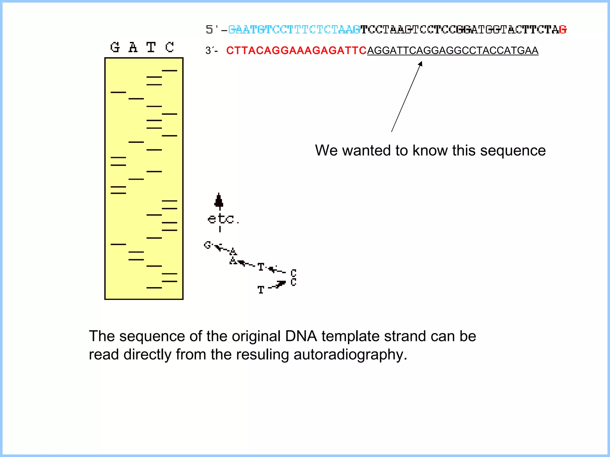 The sequence of the original DNA template strand can be  read directly from the resuling autoradiography. 3´-  CTTACAGGAAAGAGATTC AGGATTCAGGAGGCCTACCATGAA We wanted to know this sequence 