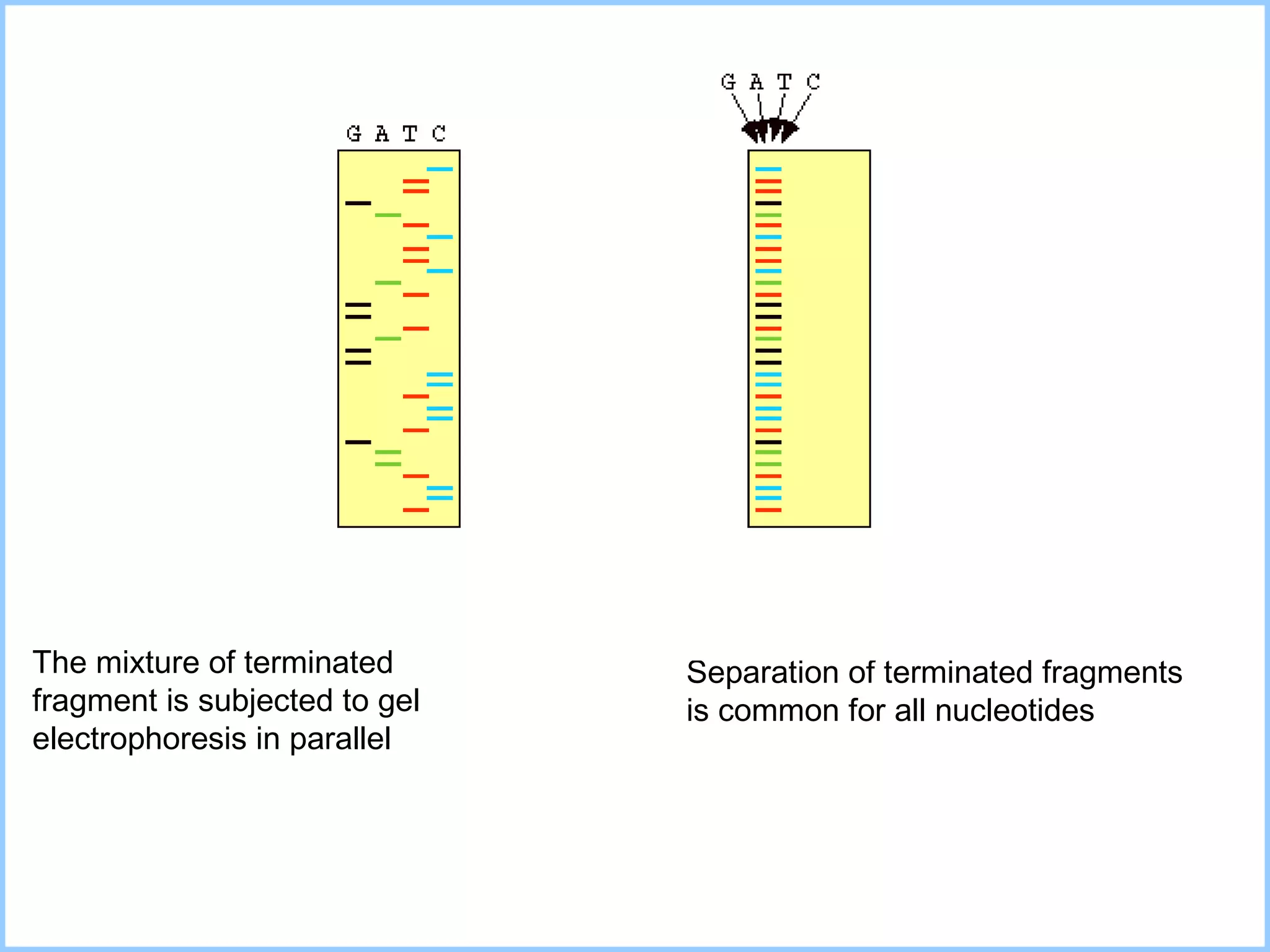Separation of terminated fragments  is common for all nucleotides The mixture of terminated fragment is subjected to gel electrophoresis in parallel 