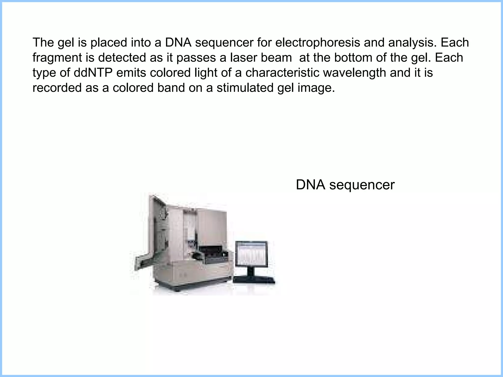 The gel is placed into a DNA sequencer for electrophoresis and analysis. Each fragment is detected as it passes a laser beam  at the bottom of the gel. Each type of ddNTP emits colored light of a characteristic wavelength and it is recorded as a colored band on a stimulated gel image.  DNA sequencer 