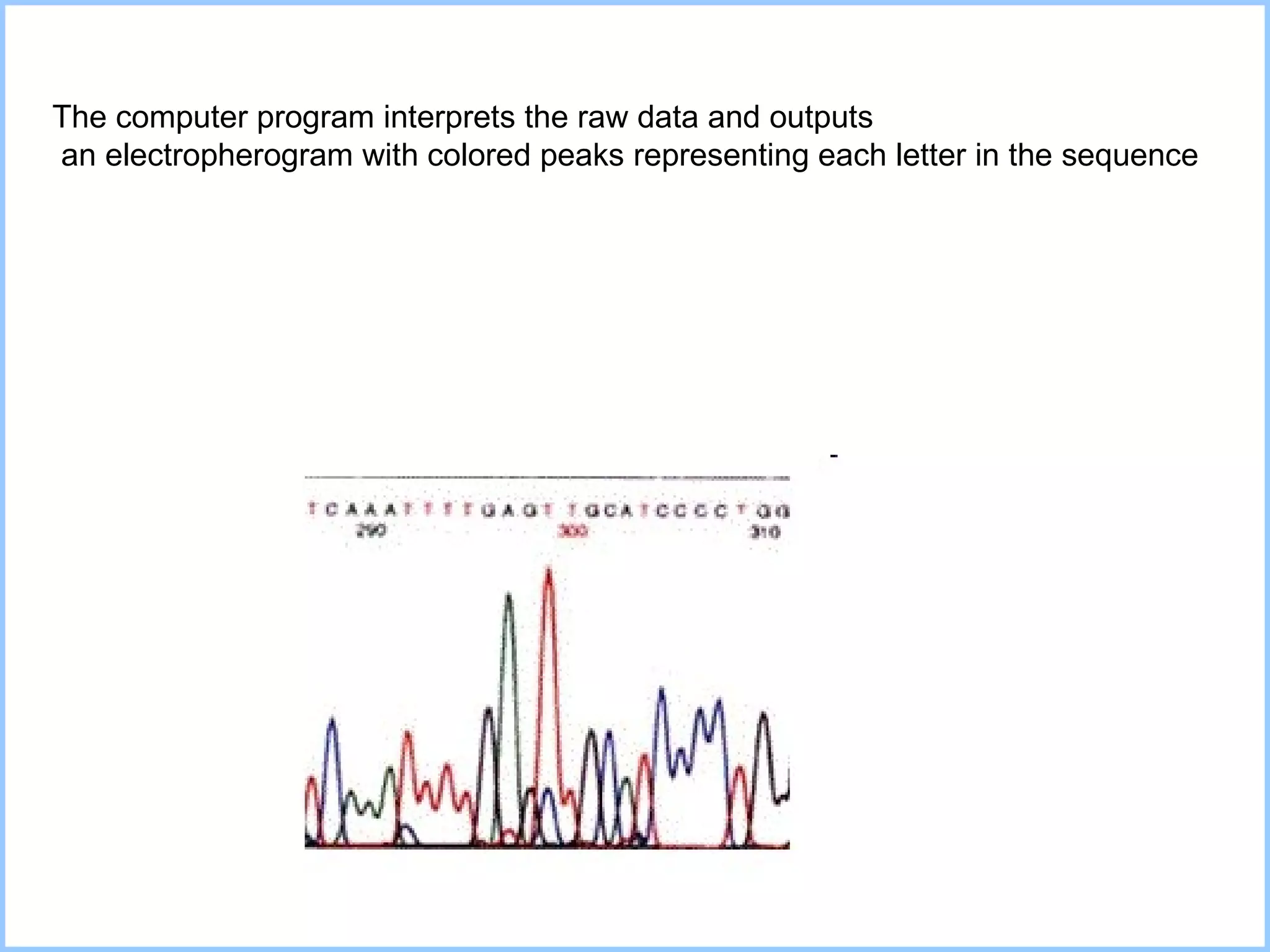 The computer program interprets the raw data and outputs an electropherogram with colored peaks representing each letter in the sequence 