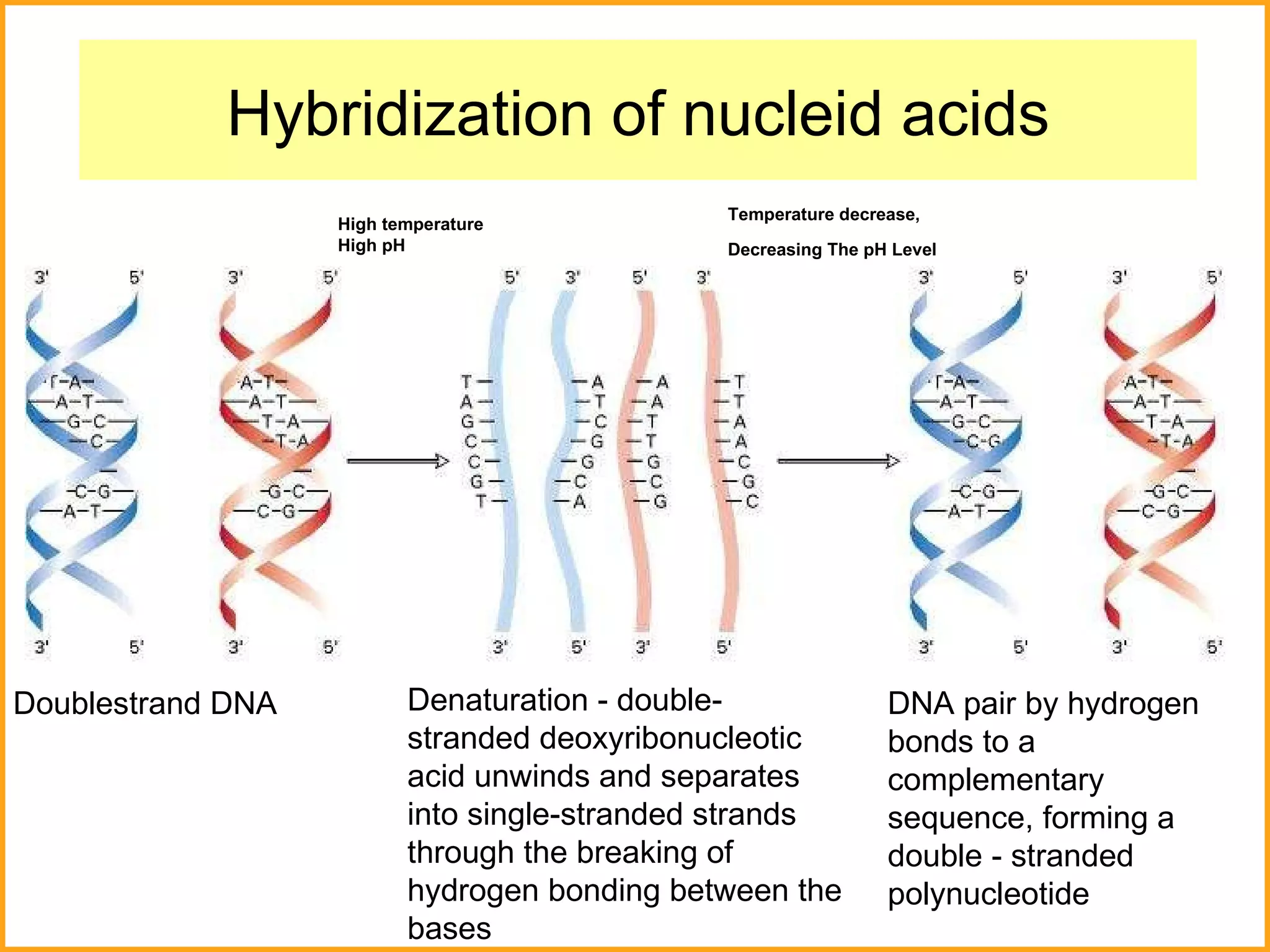 Hybridization of nucleid acids Doublestrand DNA High temperature High pH Temperature decrease,  Decreasing The pH Level   Denaturation - double-stranded deoxyribonucleotic acid unwinds and separates into single-stranded strands through the breaking of hydrogen bonding between the bases  DNA pair by hydrogen bonds to a complementary sequence, forming a double - stranded polynucleotide 