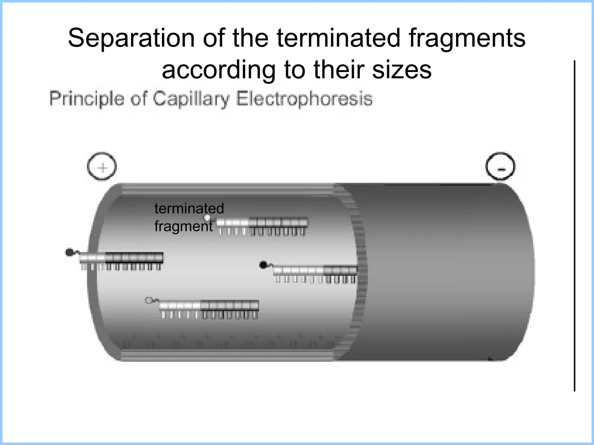 Separation of the terminated fragments according to their sizes terminated fragment 