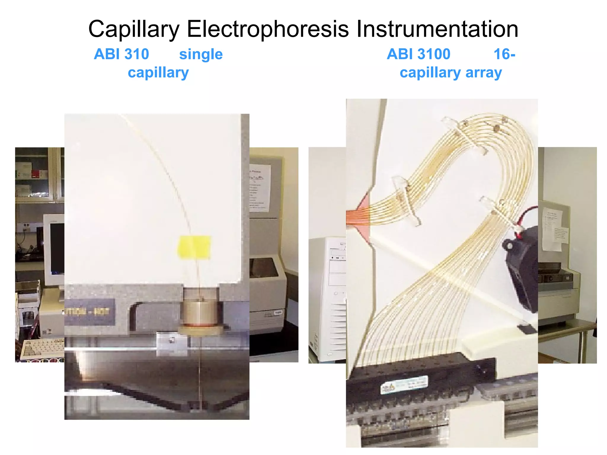 ABI 3100  16-capillary array ABI 310  single capillary Capillary Electrophoresis Instrumentation 