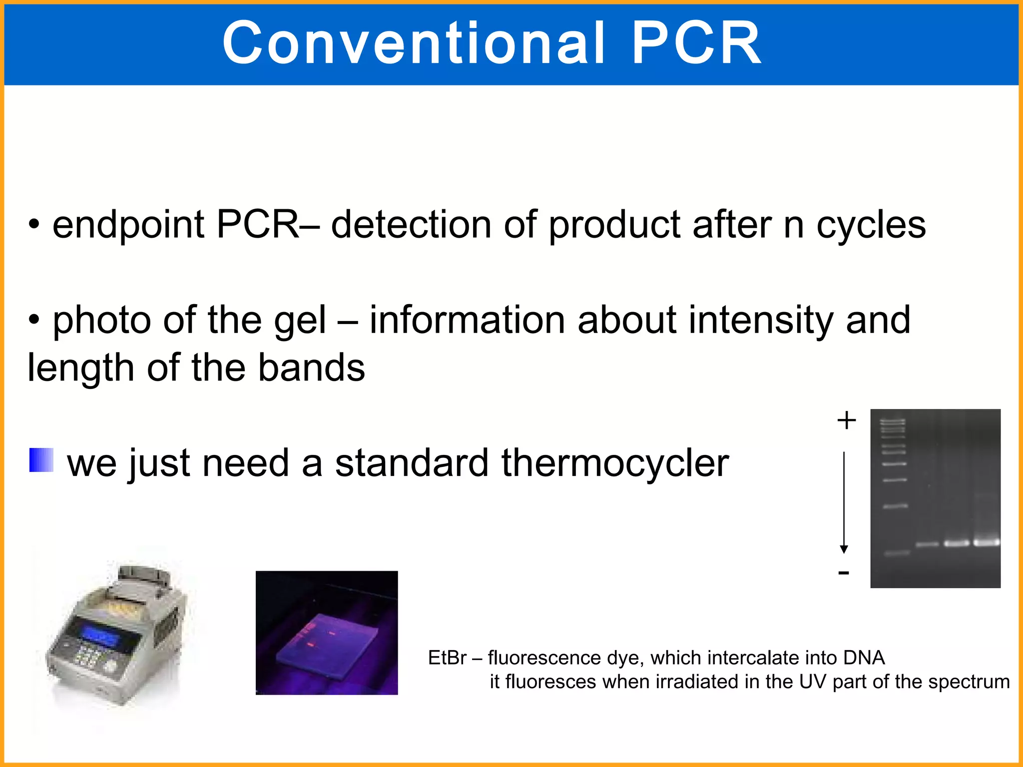 Conventional PCR endpoint PCR– detection of product after n cycles   photo of the gel – information about intensity and length of the bands we just need a standard thermocycler  EtBr – fluorescence dye, which intercalate into DNA it fluoresces when irradiated in the UV part of the spectrum + - 