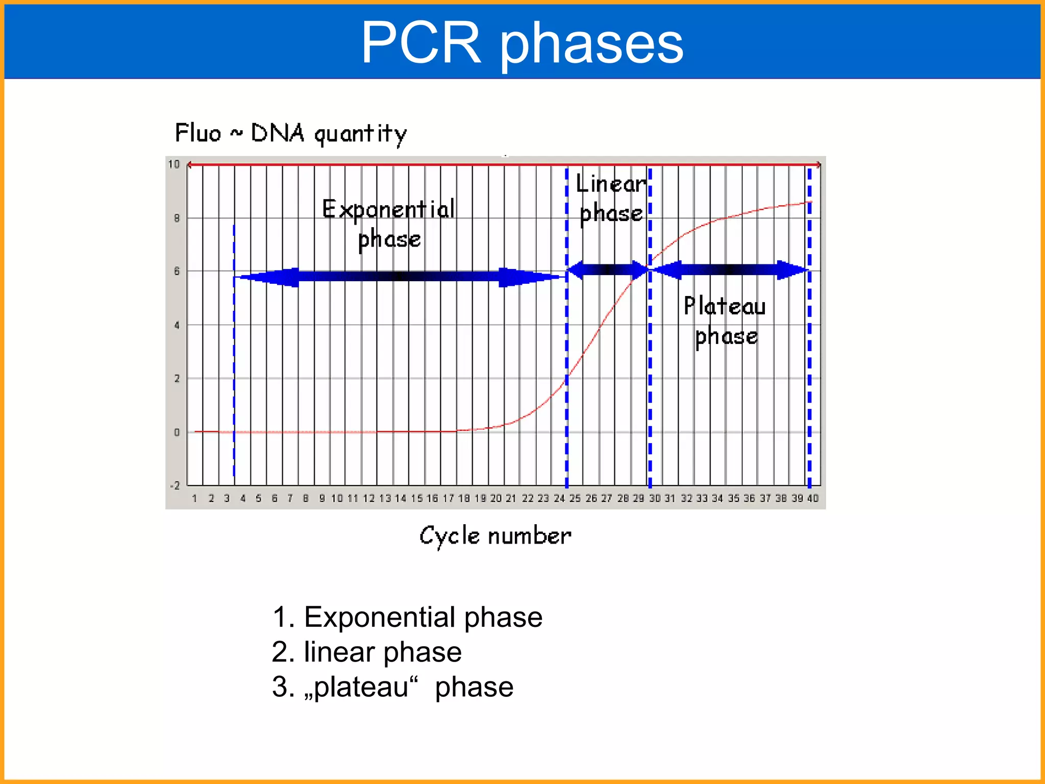 PCR phases 1. Exponential phase 2. linear phase 3. „plateau“  phase 
