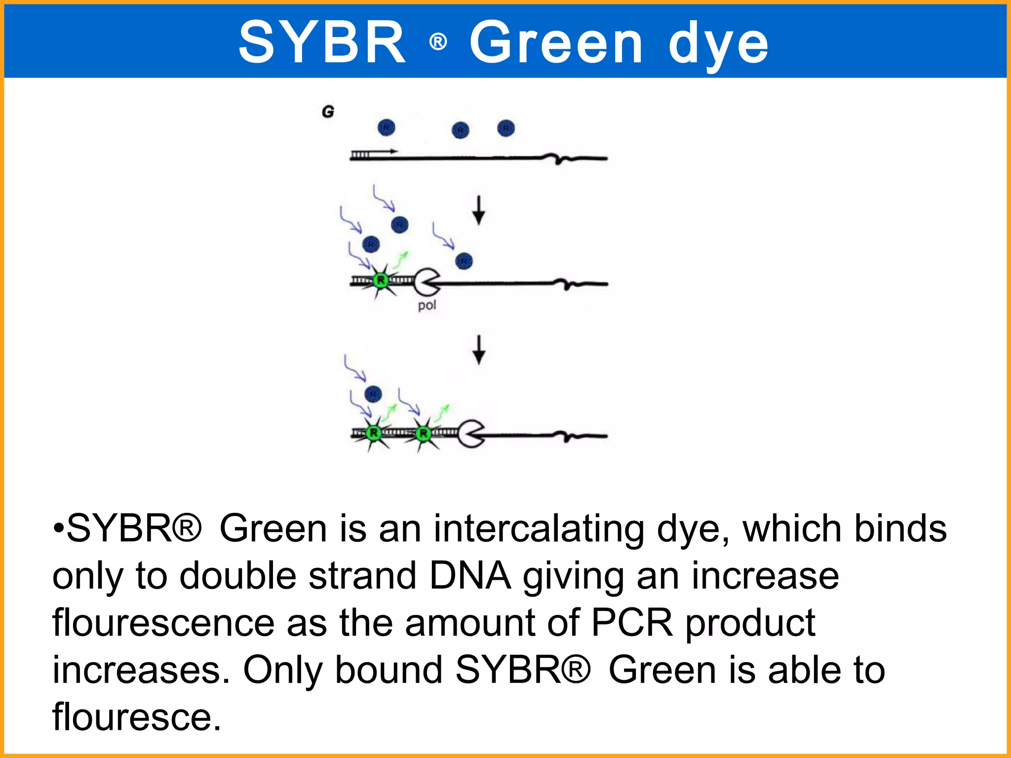 SYBR ®  Green is an intercalating dye, which binds only to double strand DNA giving an increase flourescence as the amount of PCR product increases. Only bound SYBR ®  Green is able to flouresce.  SYBR  ®  Green dye 