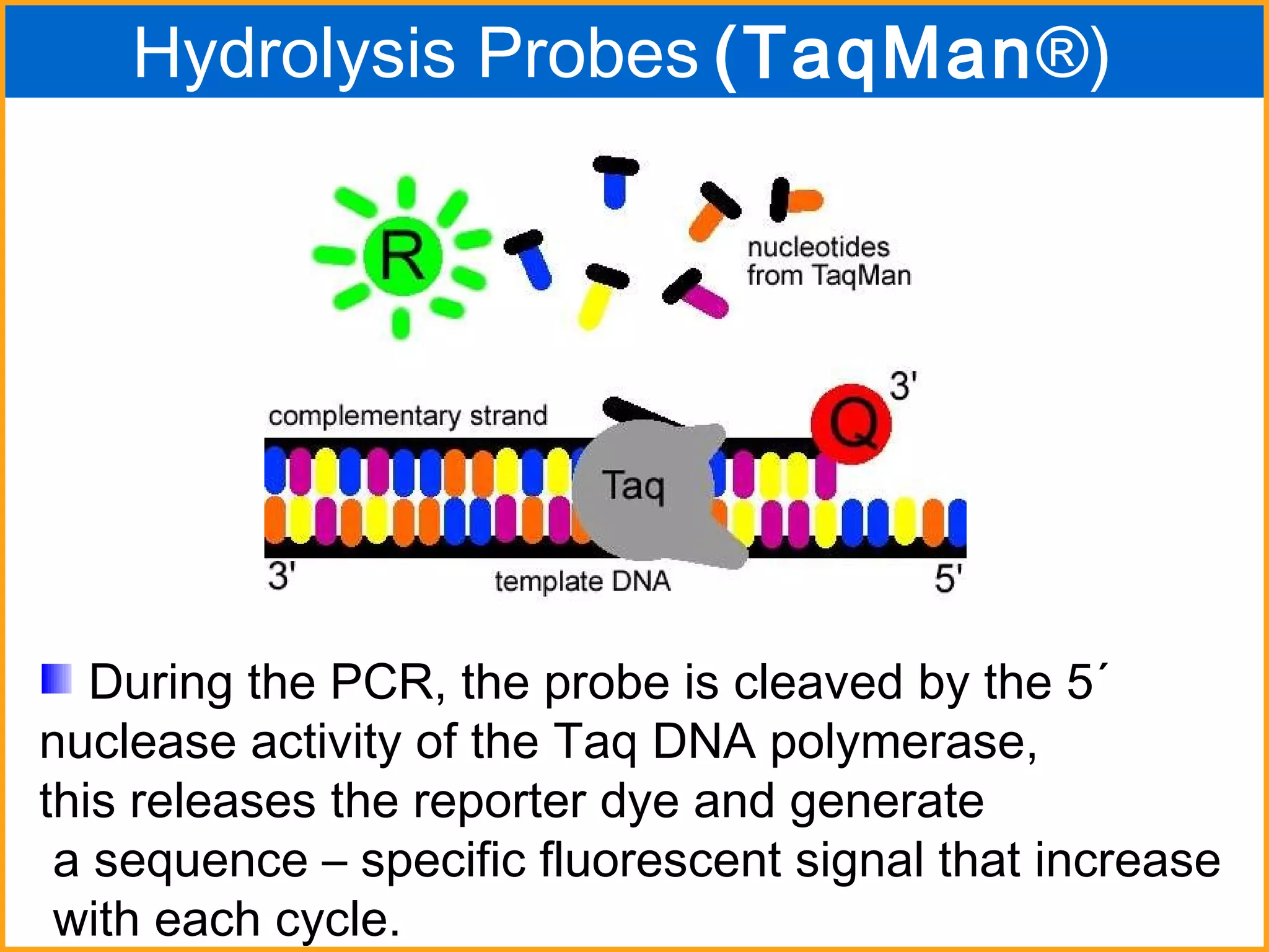 During the PCR, the probe is cleaved by the 5´  nuclease activity of the Taq DNA polymerase,  this releases the reporter dye and generate a sequence – specific fluorescent signal that increase with each cycle. Hydrolysis Probes   (TaqMan ®)   