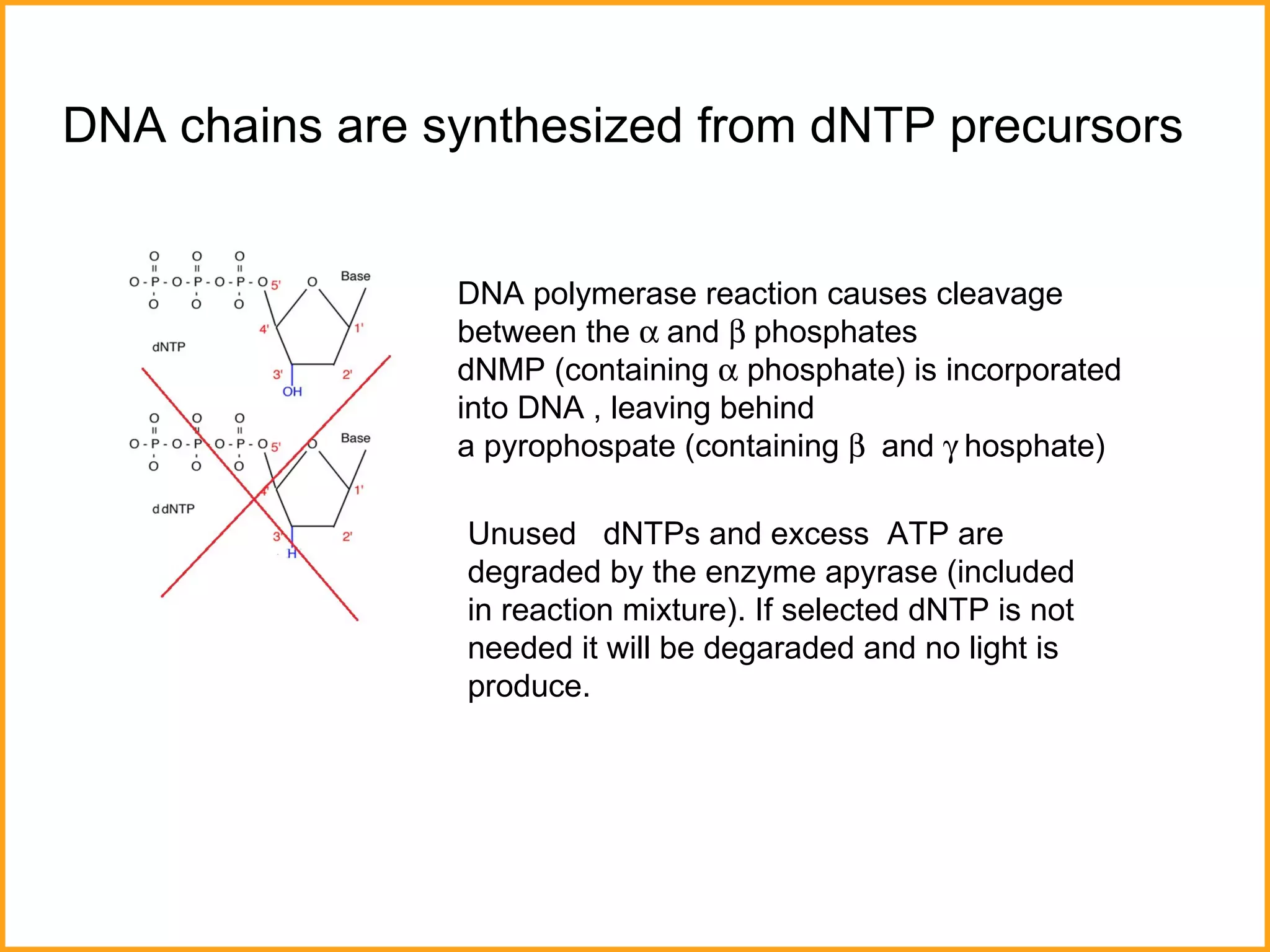 DNA chains are synthesized from dNTP precursors DNA polymerase reaction causes cleavage between the   and   phosphates dNMP (containing    phosphate) is incorporated into DNA , leaving behind  a pyrophospate (containing   and   hosphate) Unused  dNTPs and excess  ATP are degraded by the enzyme apyrase   (included in reaction mixture). If selected dNTP is not needed it will be degaraded and no light   is produce .   