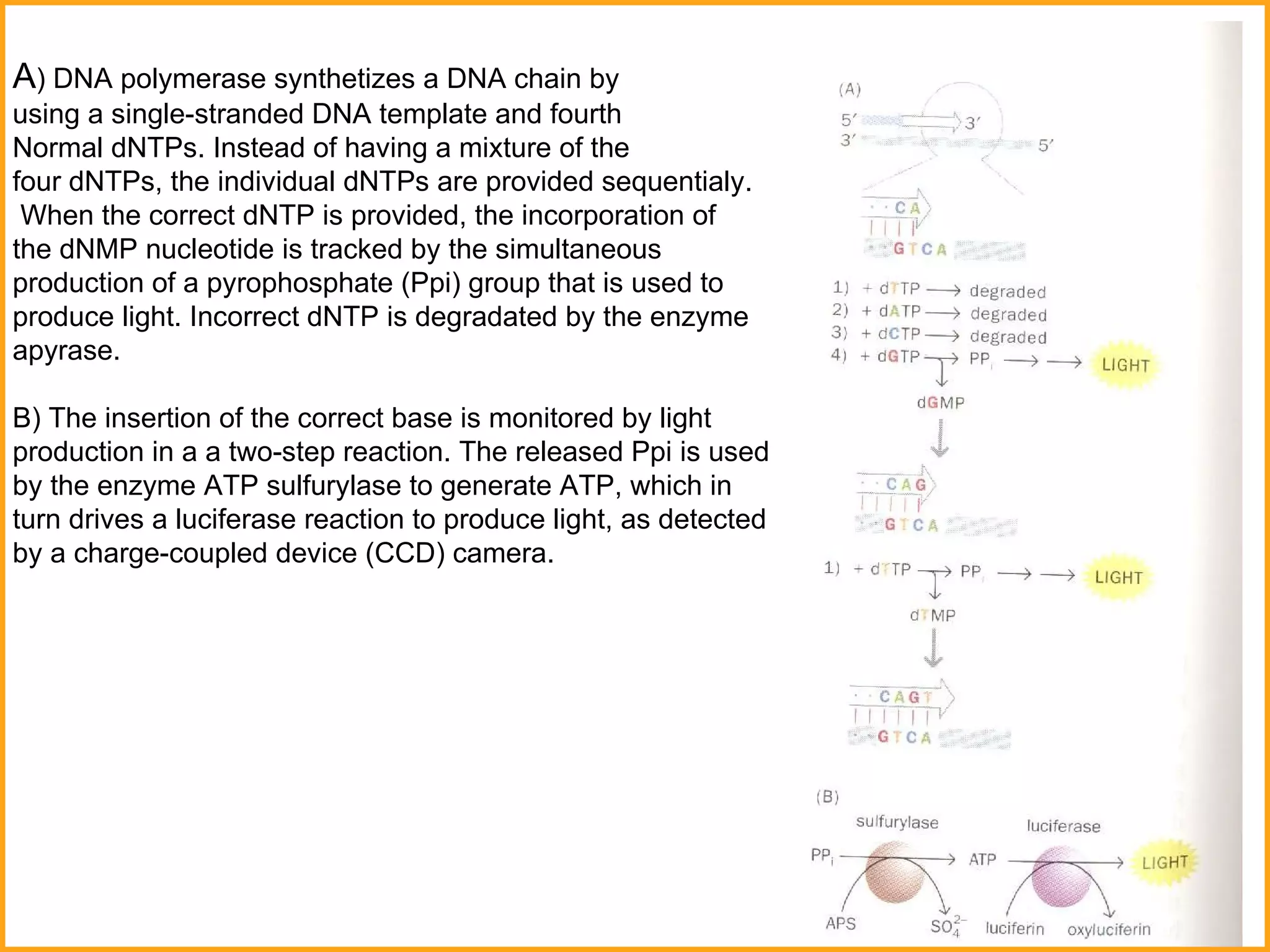 A ) DNA polymerase synthetizes a DNA chain by using a single-stranded DNA template and fourth  Normal dNTPs. Instead of having a mixture of the  four dNTPs, the individual dNTPs are provided sequentialy. When the correct dNTP is provided, the incorporation of the dNMP nucleotide is tracked by the simultaneous  production of a pyrophosphate (Ppi) group that is used to produce light. Incorrect dNTP is degradated by the enzyme apyrase.  B) The insertion of the correct base is monitored by light p roduction in   a a two-step reaction. The released Ppi is used by the enzyme ATP sulfur y lase to generate ATP, which in turn drives a luciferase reaction to produce light, as detected by a charge-coupled device (CCD) camera.  