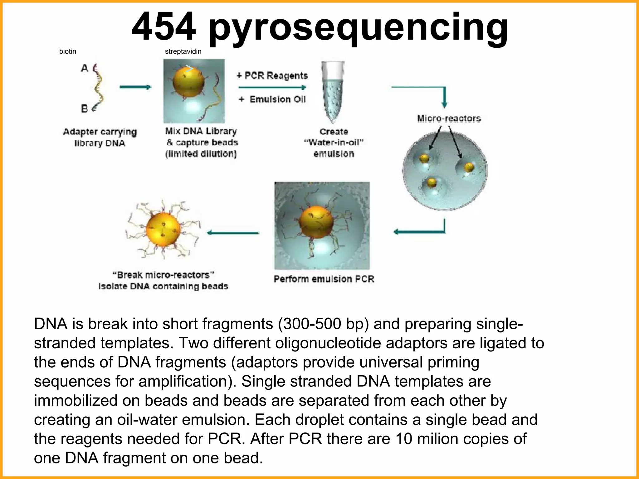 454 pyrosequencing DNA  is break into short fragments (300-500 bp) and preparing single-stranded templates. Two different oligonucleotide adaptors are ligated to the ends of DNA fragments (adaptors provide universal priming sequences for amplification). Single stranded DNA templates are immobilized on beads and beads are separated from each other by creating an oil-water emulsion. Each droplet contains a single bead and the reagents needed for PCR. After PCR there are 10 milion copies of one DNA fragment on one bead.  biotin streptavidin 