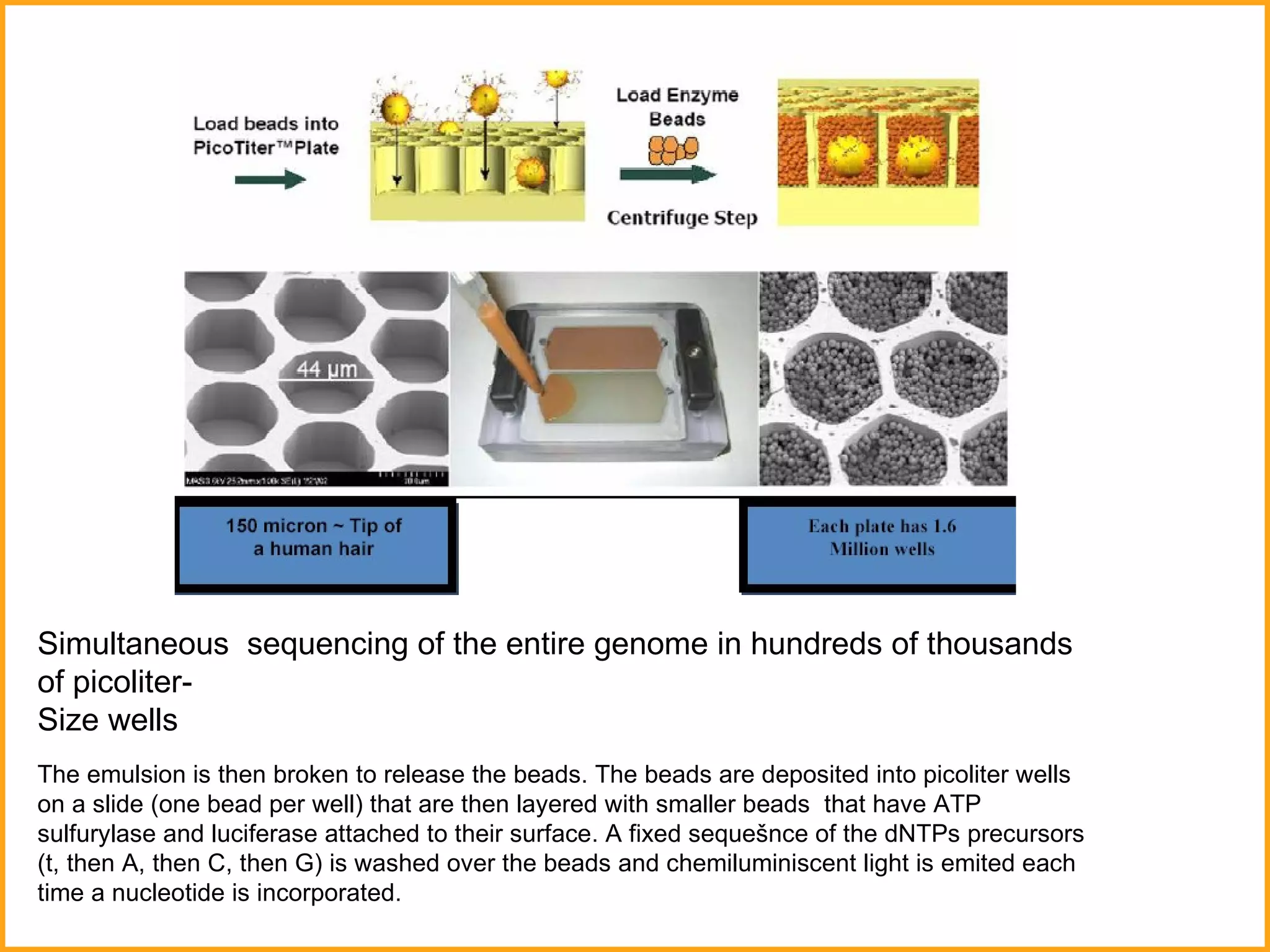 Simultaneous  sequencing of the entire genome in hundreds of thousands of picoliter-  Size wells The emulsion is then broken to release the beads. The beads are deposited into picoliter wells on a slide (one bead per well) that are then layered with smaller beads  that have ATP sulfurylase and luciferase attached to their surface. A fixed sequešnce of the dNTPs precursors (t, then A, then C, then G) is washed over the beads and chemiluminiscent light is emited each time a nucleotide is incorporated.  