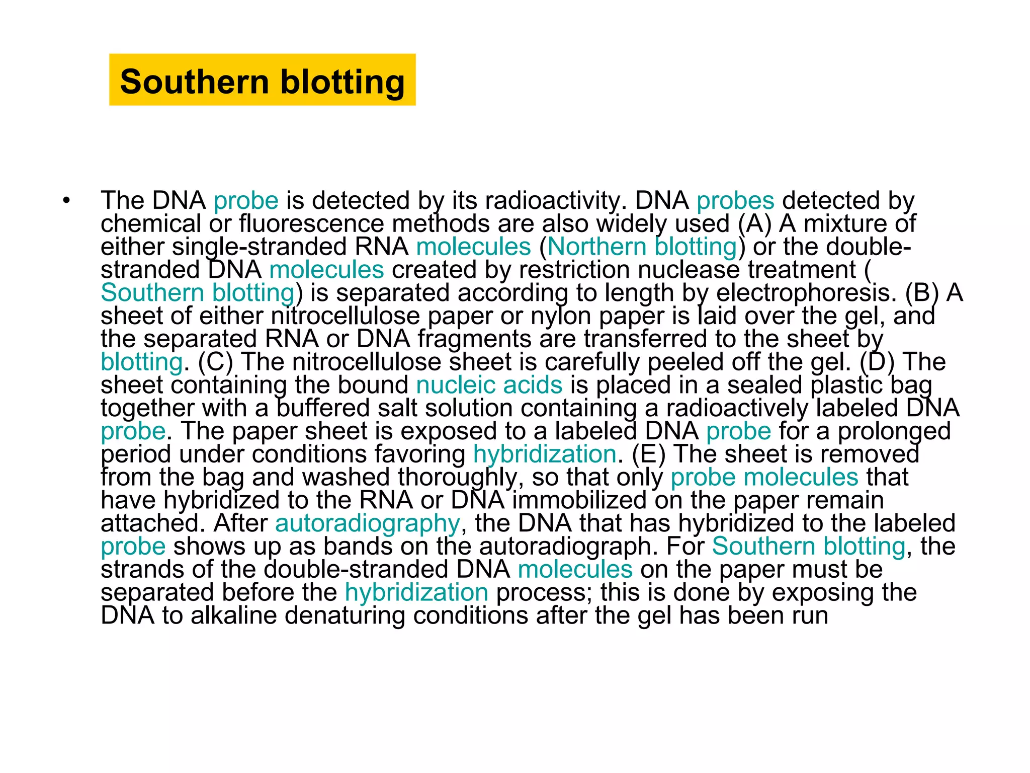 The DNA  probe  is detected by its radioactivity. DNA  probes  detected by chemical or fluorescence methods are also widely used (A) A mixture of either single-stranded RNA  molecules  ( Northern blotting ) or the double-stranded DNA  molecules  created by restriction nuclease treatment ( Southern blotting ) is separated according to length by electrophoresis. (B) A sheet of either nitrocellulose paper or nylon paper is laid over the gel, and the separated RNA or DNA fragments are transferred to the sheet by  blotting . (C) The nitrocellulose sheet is carefully peeled off the gel. (D) The sheet containing the bound  nucleic acids  is placed in a sealed plastic bag together with a buffered salt solution containing a radioactively labeled DNA  probe . The paper sheet is exposed to a labeled DNA  probe  for a prolonged period under conditions favoring  hybridization . (E) The sheet is removed from the bag and washed thoroughly, so that only  probe   molecules  that have hybridized to the RNA or DNA immobilized on the paper remain attached. After  autoradiography , the DNA that has hybridized to the labeled  probe  shows up as bands on the autoradiograph. For  Southern blotting , the strands of the double-stranded DNA  molecules  on the paper must be separated before the  hybridization  process; this is done by exposing the DNA to alkaline denaturing conditions after the gel has been run  Southern blotting 