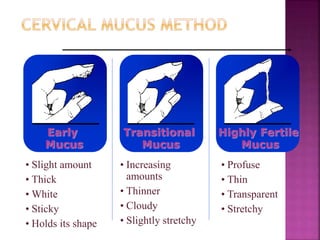 • Slight amount
• Thick
• White
• Sticky
• Holds its shape
• Increasing
amounts
• Thinner
• Cloudy
• Slightly stretchy
• Profuse
• Thin
• Transparent
• Stretchy
Early
Mucus
Transitional
Mucus
Highly Fertile
Mucus
 