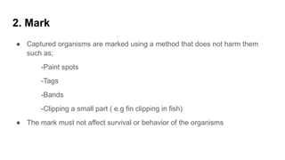 Capture Mark Recapture Example Comprehensive Guide to Capture-Mark-Release-Recapture Method for ...