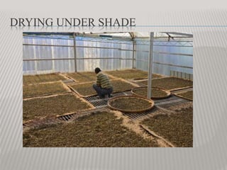 DRYING UNDER SHADE
 
