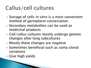  Storage of cells in vitro is a most convenient
method of germplasm conservation
 Secondary metabolites can be used as
medicinal products
 Cell/callus cultures mostly undergo genetic
changes after long subcultures
 Mostly these changes are negative
 Sometimes beneficial such as soma clonal
variations
 Give high yields
 