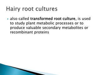 also called transformed root culture, is used
to study plant metabolic processes or to
produce valuable secondary metabolites or
recombinant proteins
 