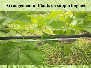 Methods of grapes cultivation انگور کی کاشت کے طریقے | PDF