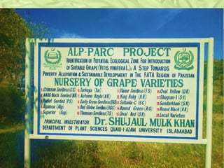 Methods of grapes cultivation انگور کی کاشت کے طریقے | PDF