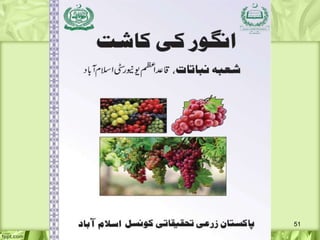 Methods of grapes cultivation انگور کی کاشت کے طریقے | PDF