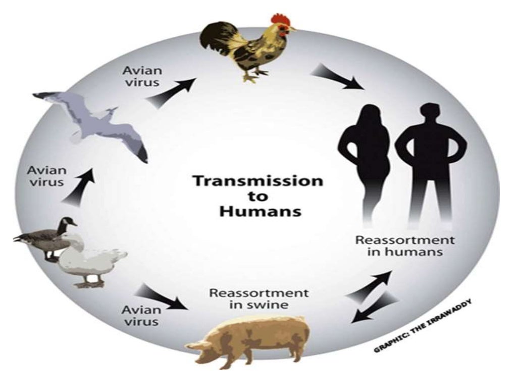 Methods of infection transmission