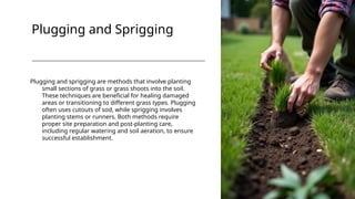 Turf Method Method of lawn making - Turfing establishment method .pptx
