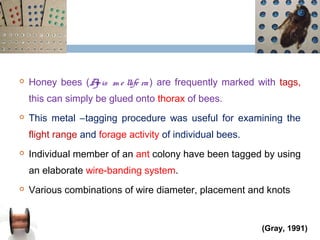  Honey bees (Apis m e llife ra) are frequently marked with tags,
this can simply be glued onto thorax of bees.
 This metal –tagging procedure was useful for examining the
flight range and forage activity of individual bees.
 Individual member of an ant colony have been tagged by using
an elaborate wire-banding system.
 Various combinations of wire diameter, placement and knots
13
(Gray, 1991)
 