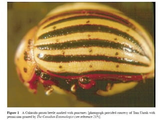  Distinctive marks have been etched or punctured onto
the elytra of adult beetle using insect pins.
 Some beetles produce a melanized dark spot when they
are punctured.
 This puncturing (Colorado potato beetle) and etching do
not produce any noticeable side effects on beetle life
span.
16
(Best et al., 1981)
 