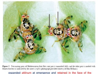 Cont
 Tumbling devices have been used to mark adult boll weevils and
fruit fly pupae.
 Mosquitoes may be marked with dusts by “puffing” them, using
insufflators.
(Stern and Mueller, 1988)
 Schroeder & Mitchell (1992) used dusts to mass-mark millions of
sterilized tephritid fruit flies. Fruit fly pupae were “tumbled” with dust
just prior to adult emergence. The dust was contacted by the
expanded ptilinum at emergence and retained in the face of the
28
 