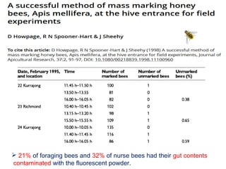 30
 21% of foraging bees and 32% of nurse bees had their gut contents
contaminated with the fluorescent powder.
 