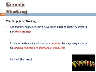 Genetic
Marking
Visible genetic Marking
• Laboratory reared insects have been used to identify insects
for MRR studies.
• In some instances mutation are induced by exposing insects
to ionizing radiation or mutagenic chemicals.
• Part of the insect
39
 
