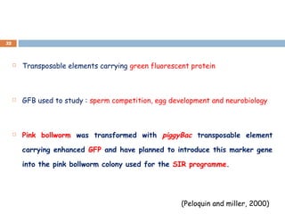  Transposable elements carrying green fluorescent protein
 GFB used to study : sperm competition, egg development and neurobiology
 Pink bollworm was transformed with piggyBac transposable element
carrying enhanced GFP and have planned to introduce this marker gene
into the pink bollworm colony used for the SIR programme.
52
(Peloquin and miller, 2000)
 