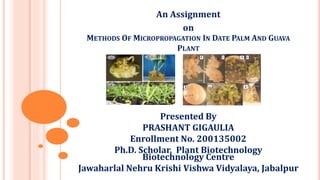 METHODS OF MICROPROPAGATION IN DATE PALM AND GUAVA
PLANT
An Assignment
on
Presented By
PRASHANT GIGAULIA
Enrollment No. 200135002
Ph.D. Scholar. Plant Biotechnology
Biotechnology Centre
Jawaharlal Nehru Krishi Vishwa Vidyalaya, Jabalpur
 